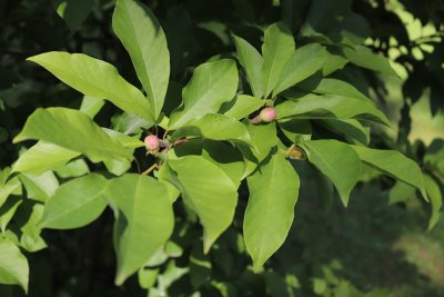 Magnolia 'hybr. Wadas Memory' - šácholan - listy